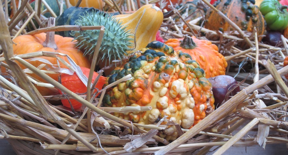 thanksgiving, pumpkins, autumn