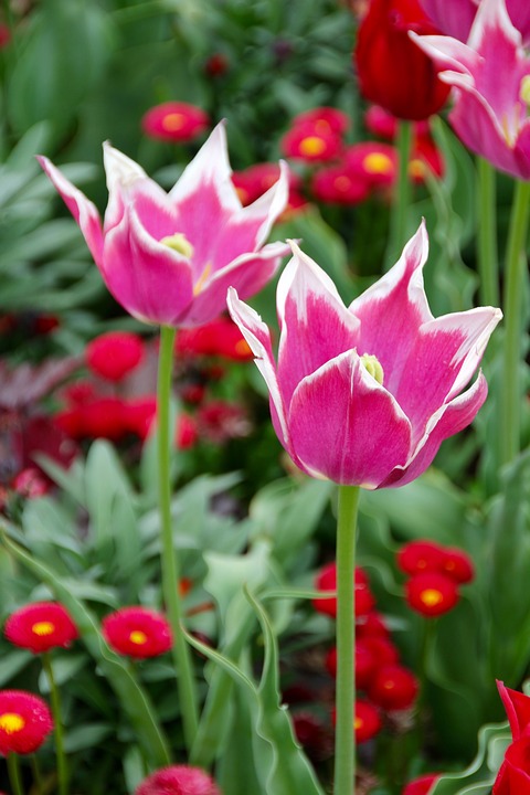 tulips, holland, dutch
