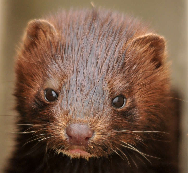mink, young, baby