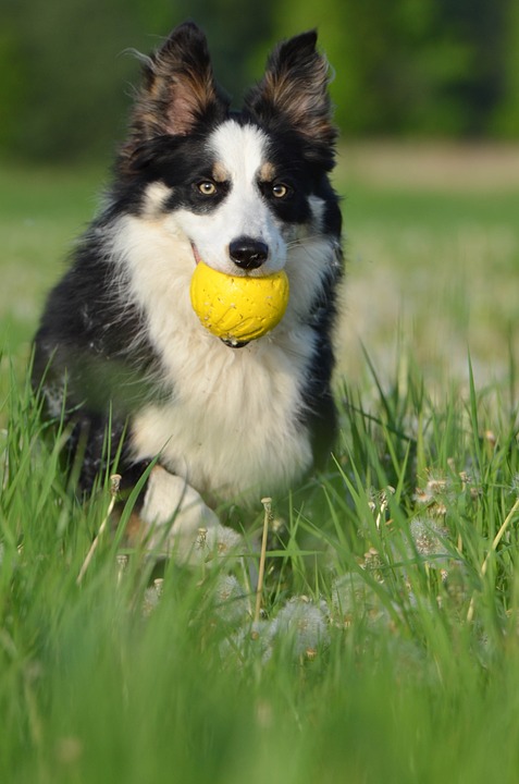 flower meadow, border collie, british sheepdog