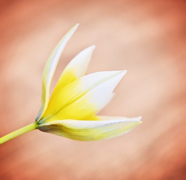 star tulip, small star tulip, flower