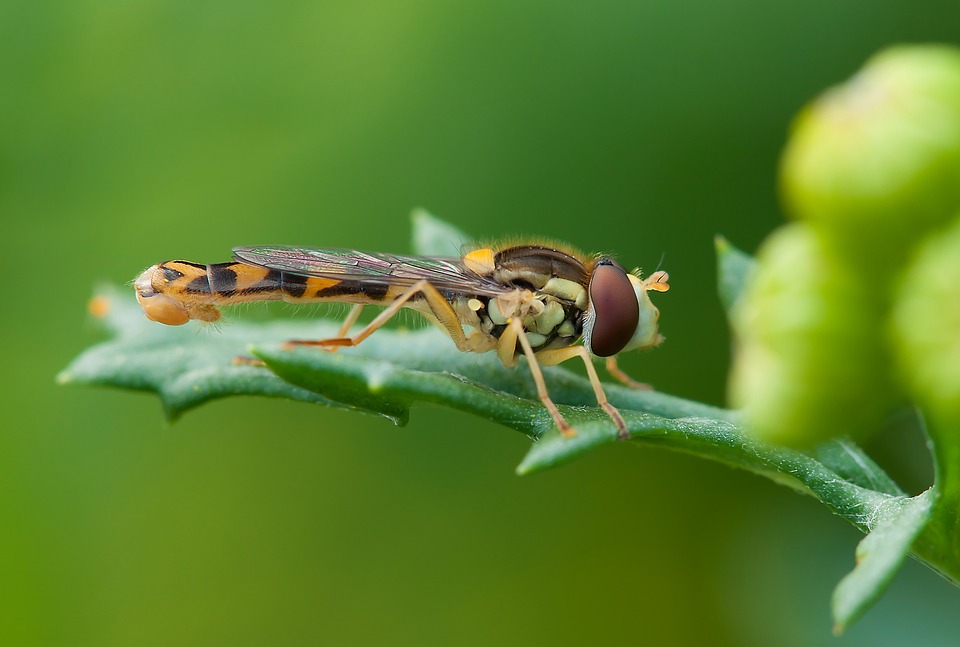 insect, hoverfly, summer
