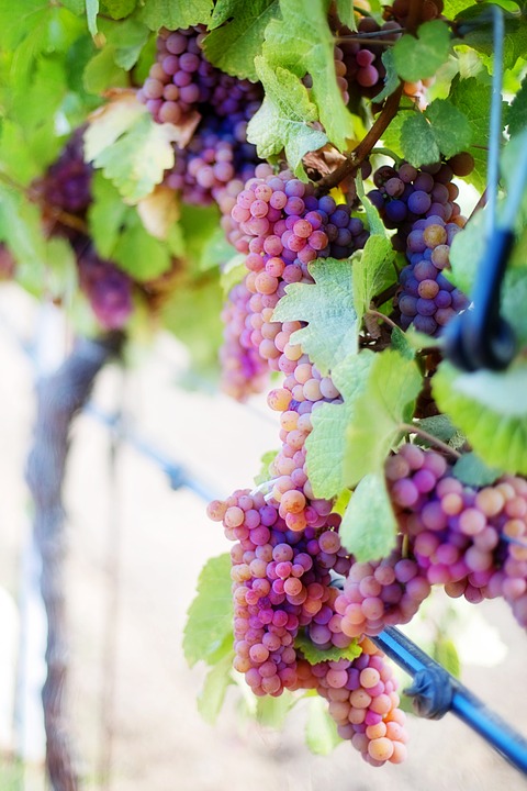 wine grapes, purple grapes, grapes