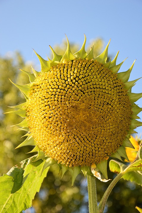 sunflower, flower, floral