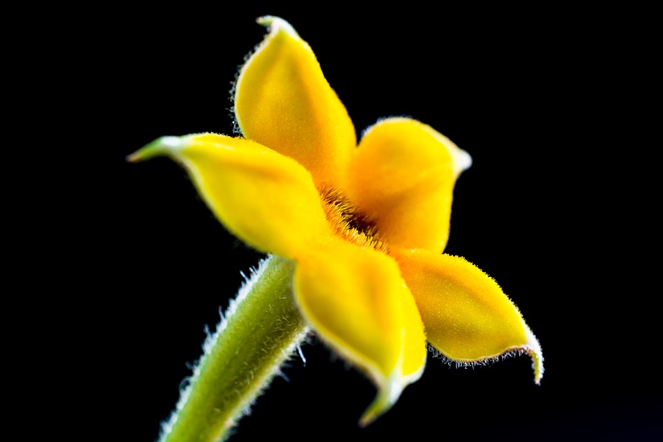 small flower, flower, macro