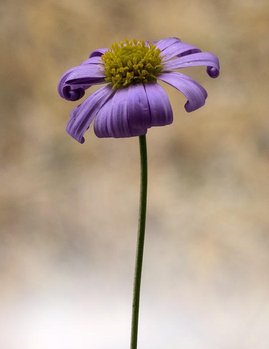 flower, small, macro