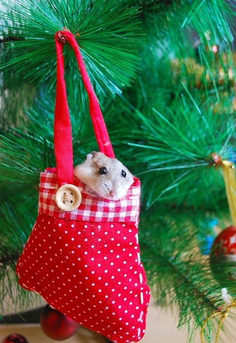 hamster, new year, decoration