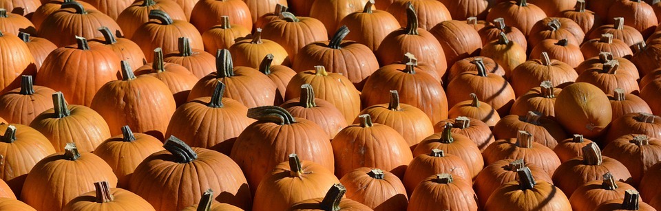 pumpkin, autumn, thanksgiving