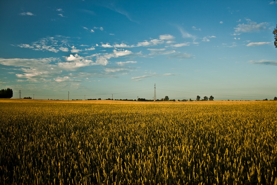 big, field, grain