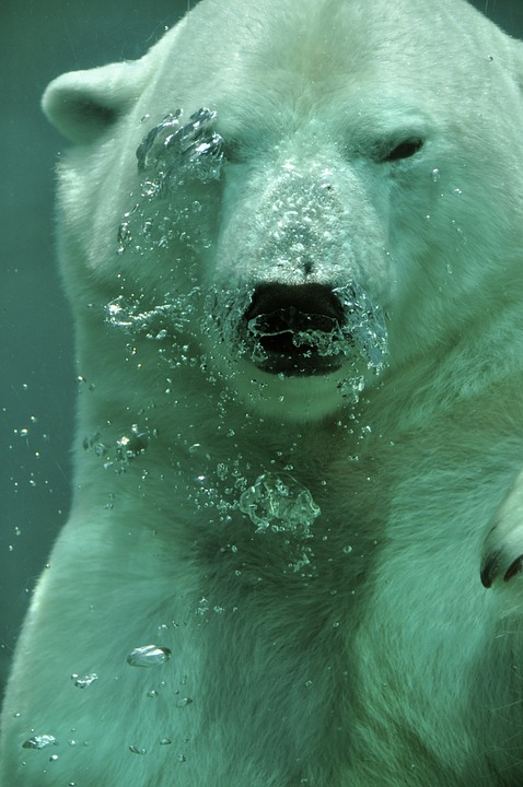 polar bear, bear, arctic