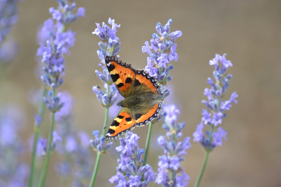 butterfly, lavender, nature