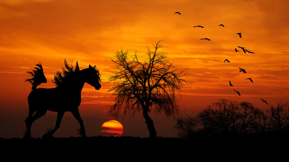 horse, arab, sunset