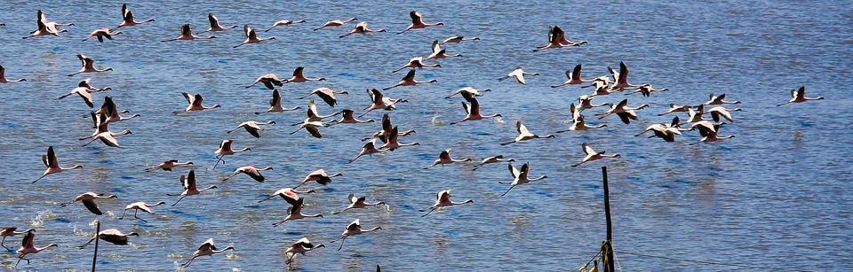 flamingos, birds, india