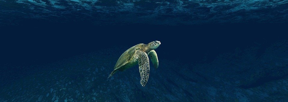 turtle, sea, underwater