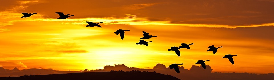 sunrise, birds, flight