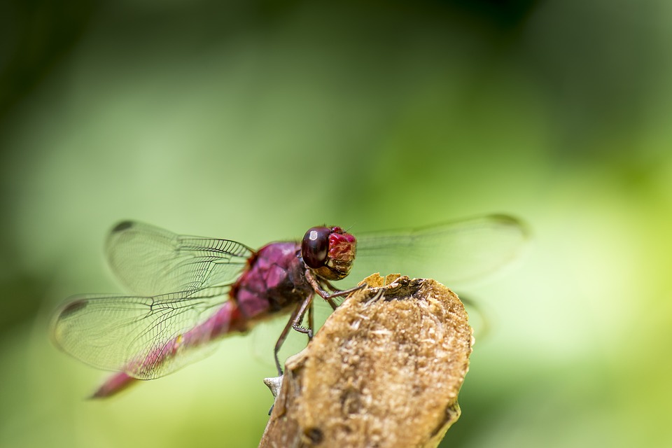 dragonfly, green, insect
