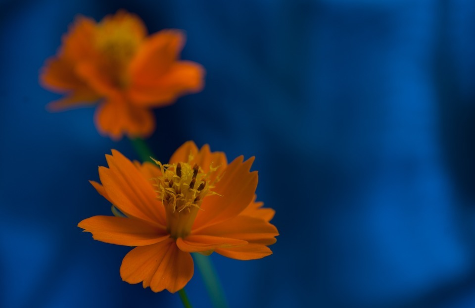 orange, flower, small