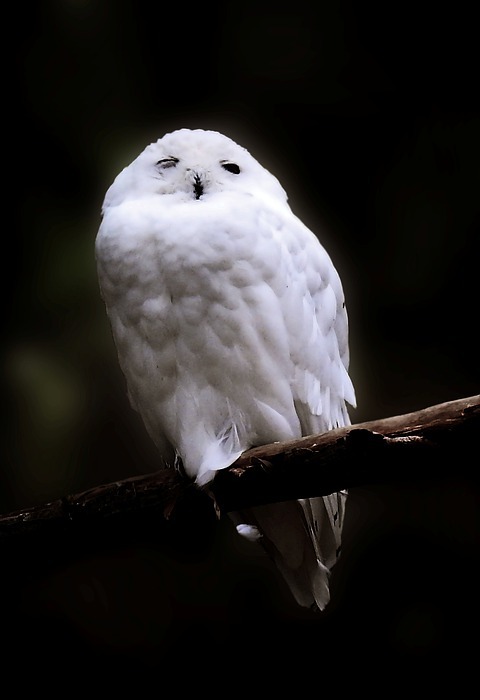 white owl, owl, snowy owl