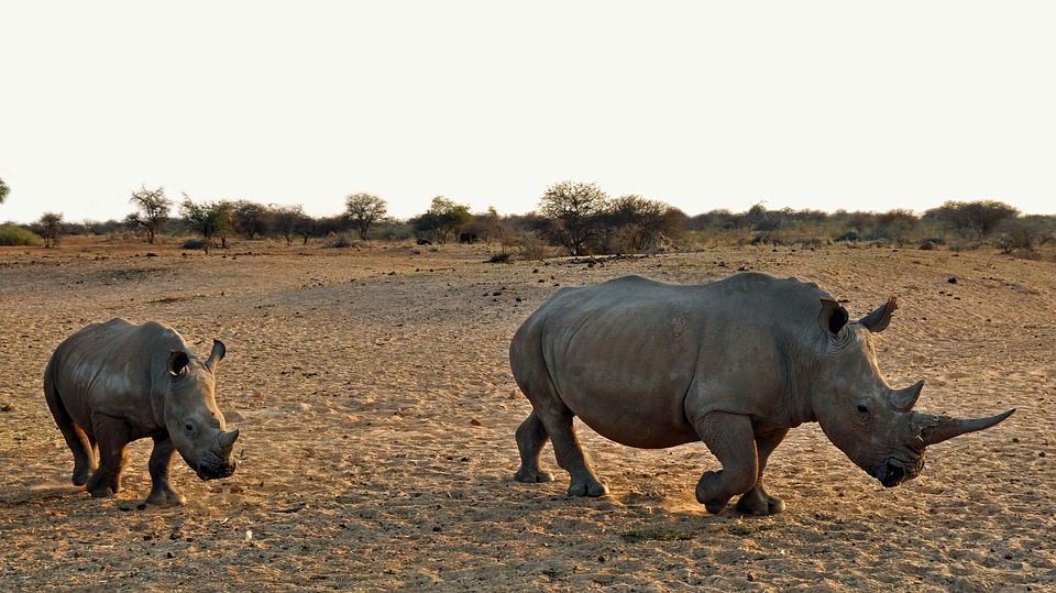 rhino, rhino baby, africa