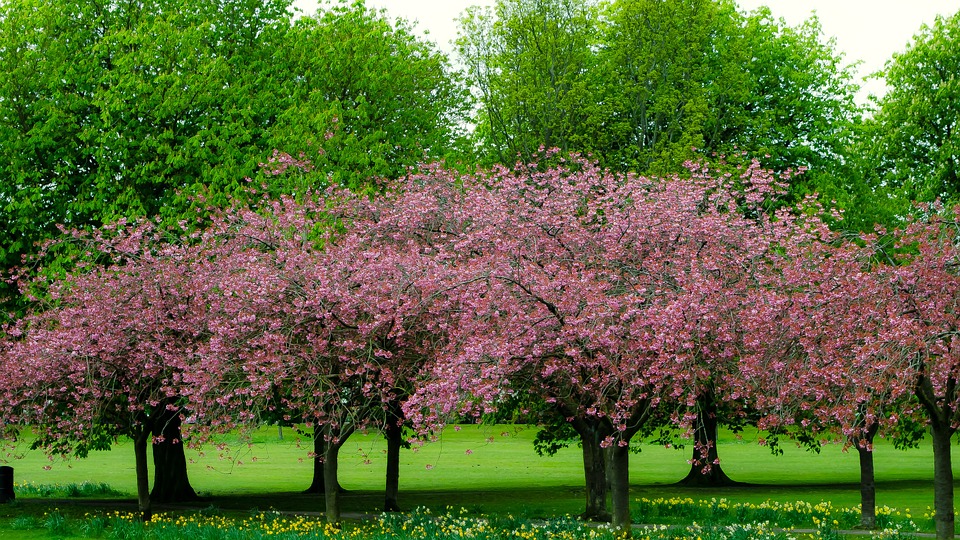spring, tree, branch