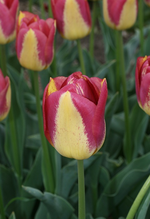 tulip, yellow, red