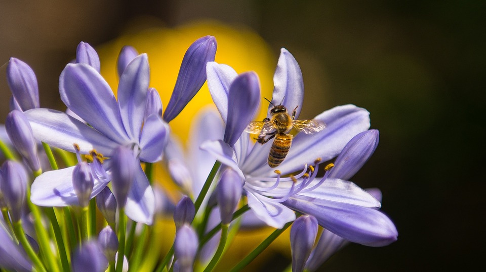bee, insect, purple