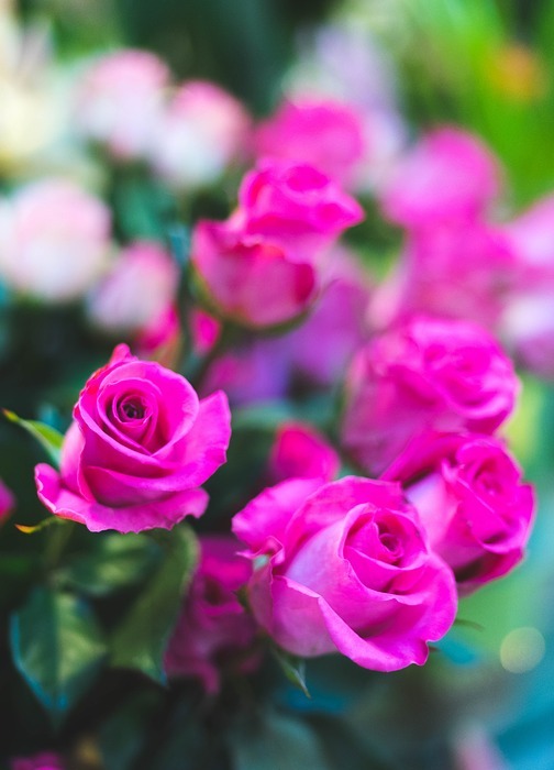 pink, rose, flower