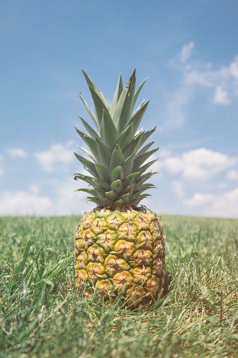 pineapple, fruit, field