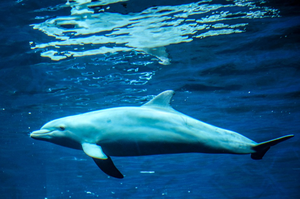dolphin, marine mammals, animals