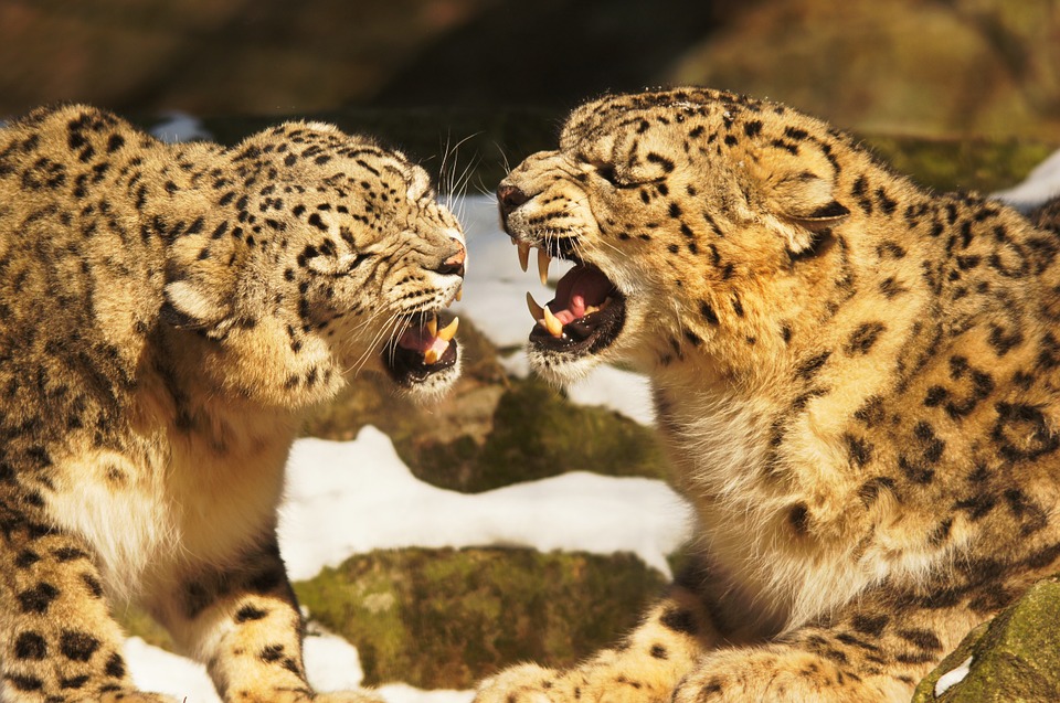 snow leopards, leopard, cat