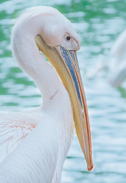 bird, pelican, animal