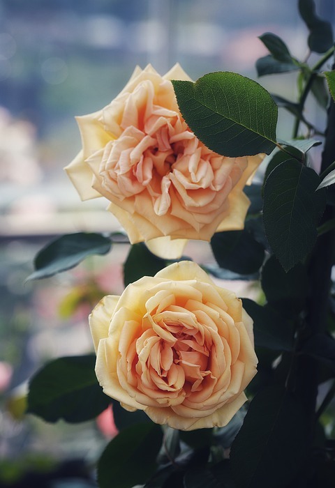 macro, flower, rose