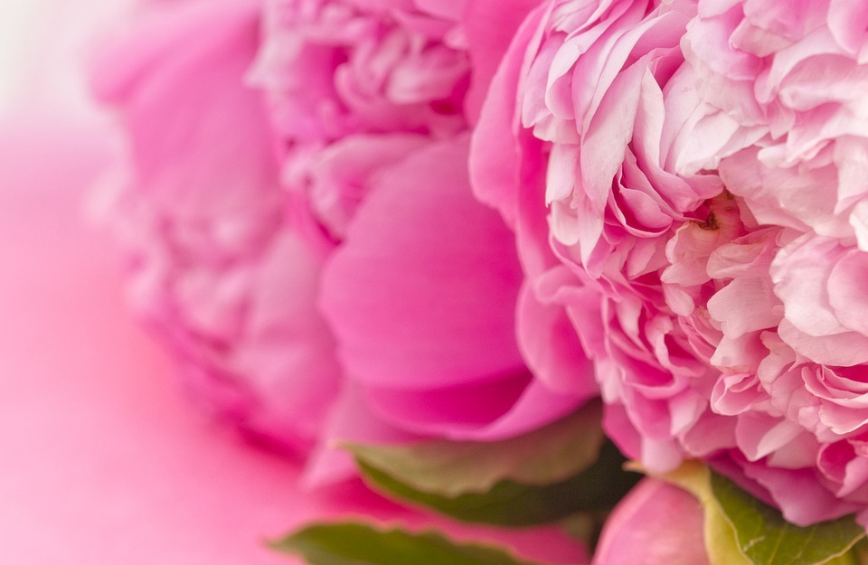 happy mothers day, hd wallpaper, flowers