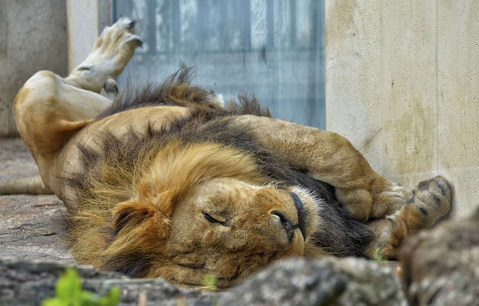lion, male, cat