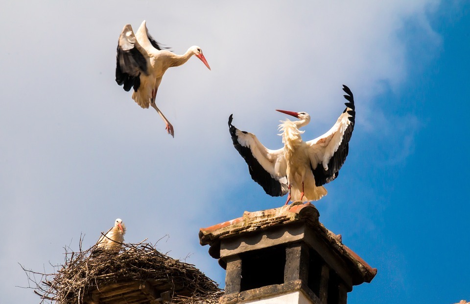storks, birds, animal