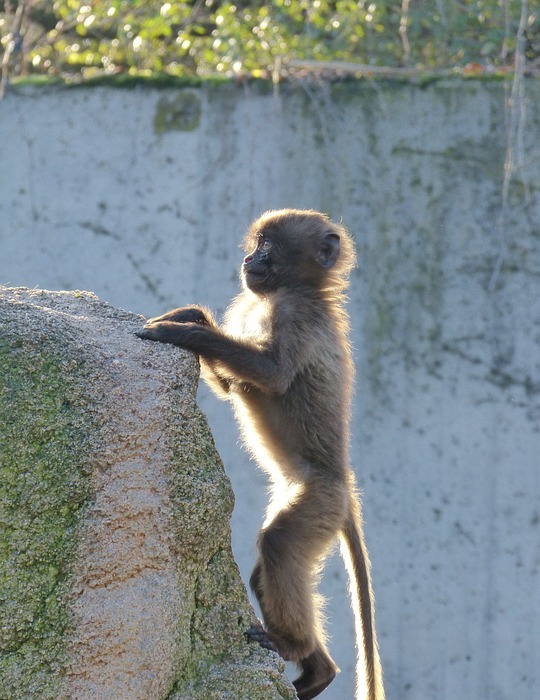 monkey, dschelada, ape baby