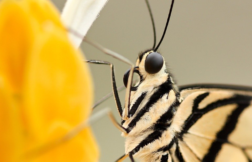insect, butterfly, closeup