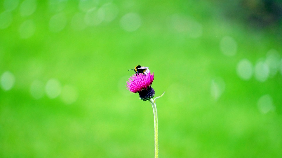 flower, bee, insect