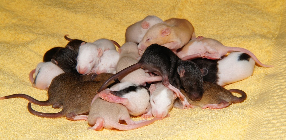 rat, rat babies, cute