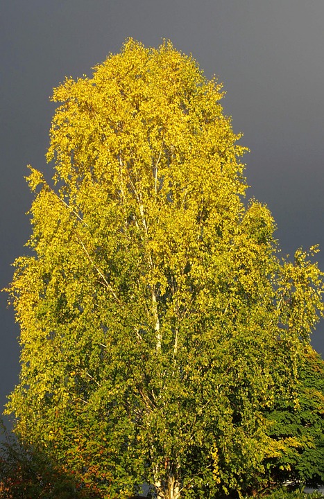 birch, tree, thunderstorm