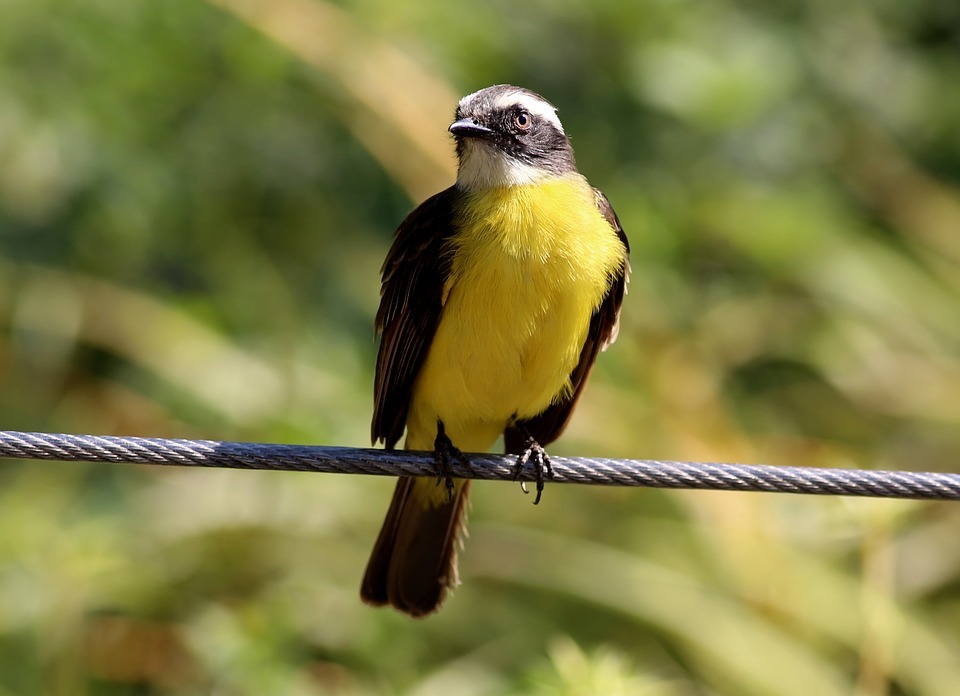 colorful bird, bird on the wire, tropical