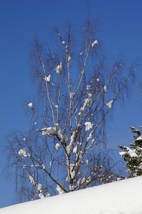 birch, snow, snowy