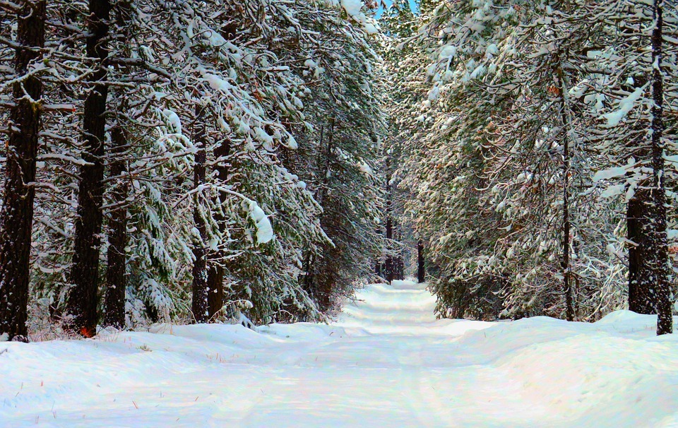 winter, forest, snowy road