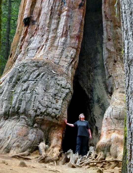 sequoia tree, nature, tourist attraction
