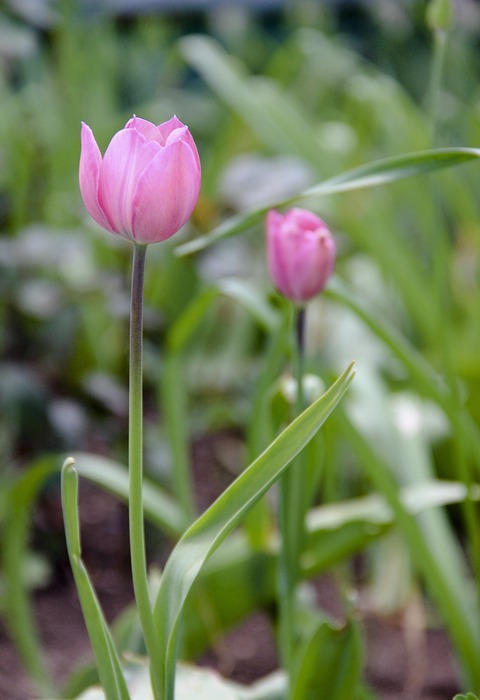 tulip, pink, flowers