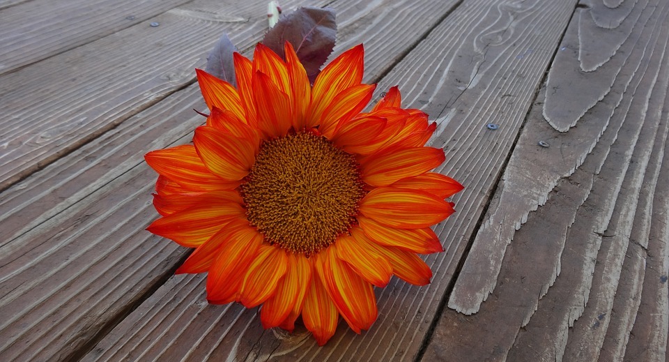 sunflower, autumn, flower