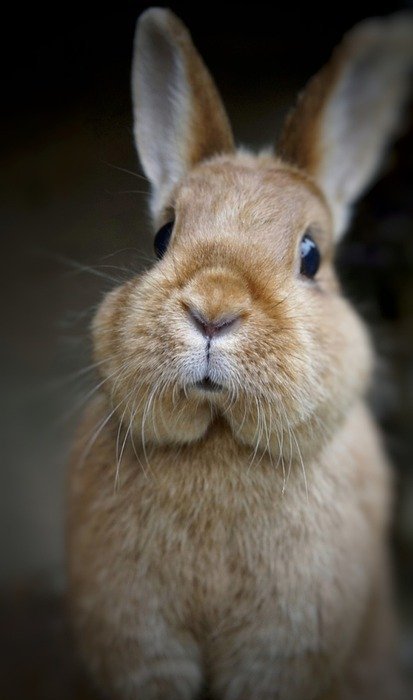 hare, dwarf rabbit, sweet