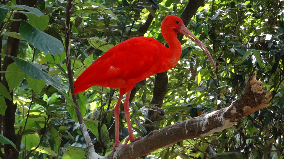 ibis szkarłatny, eudocimus ruber, bird