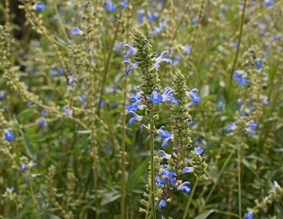blue salvia flowers, small, flower
