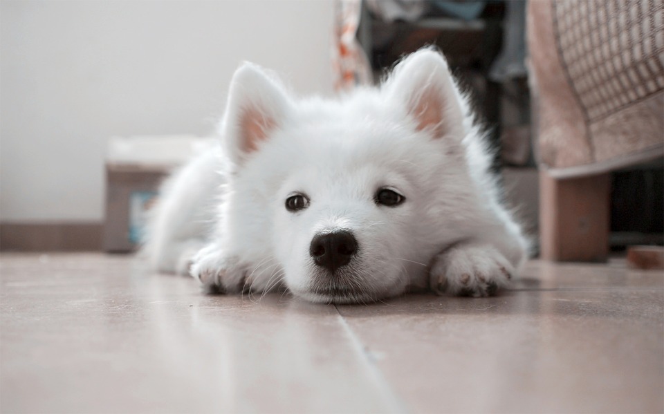 dog, puppy, white